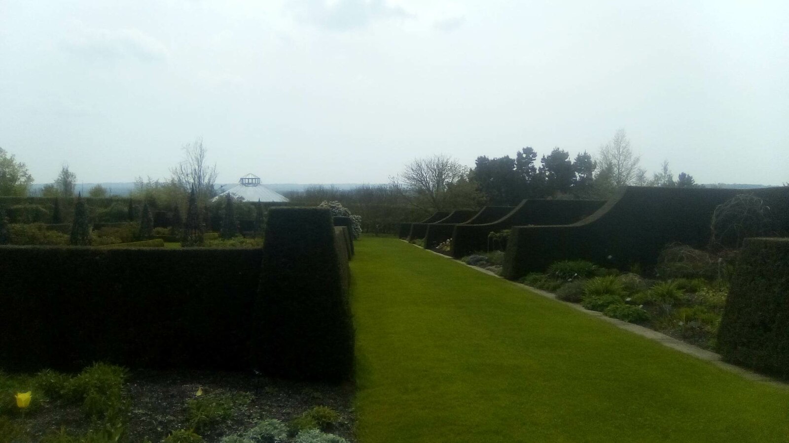 A grass path between tall cut hedges