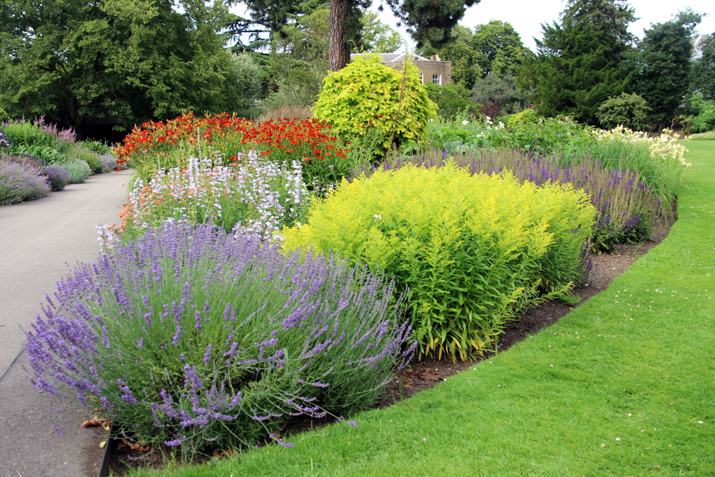 Purple and yellow planting beside a lawn