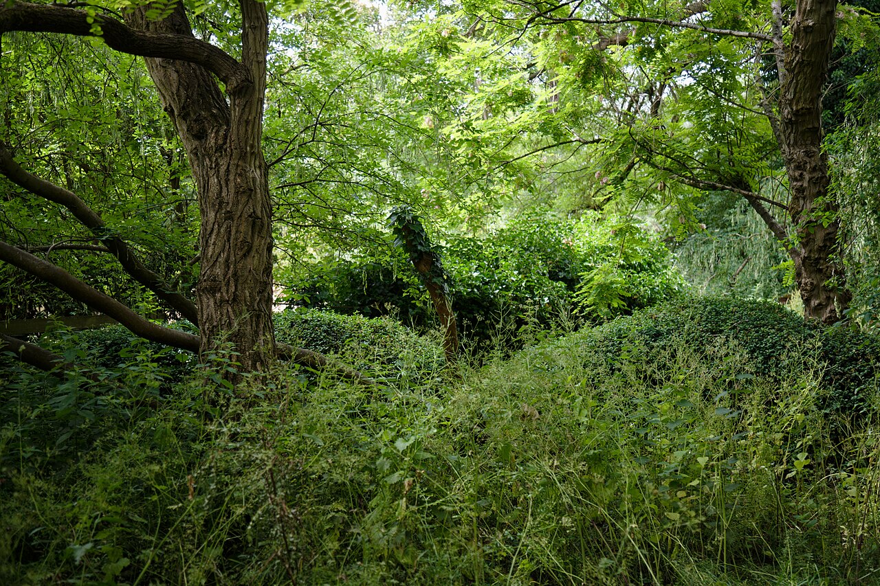 Long grass and a hedge grown into the trees