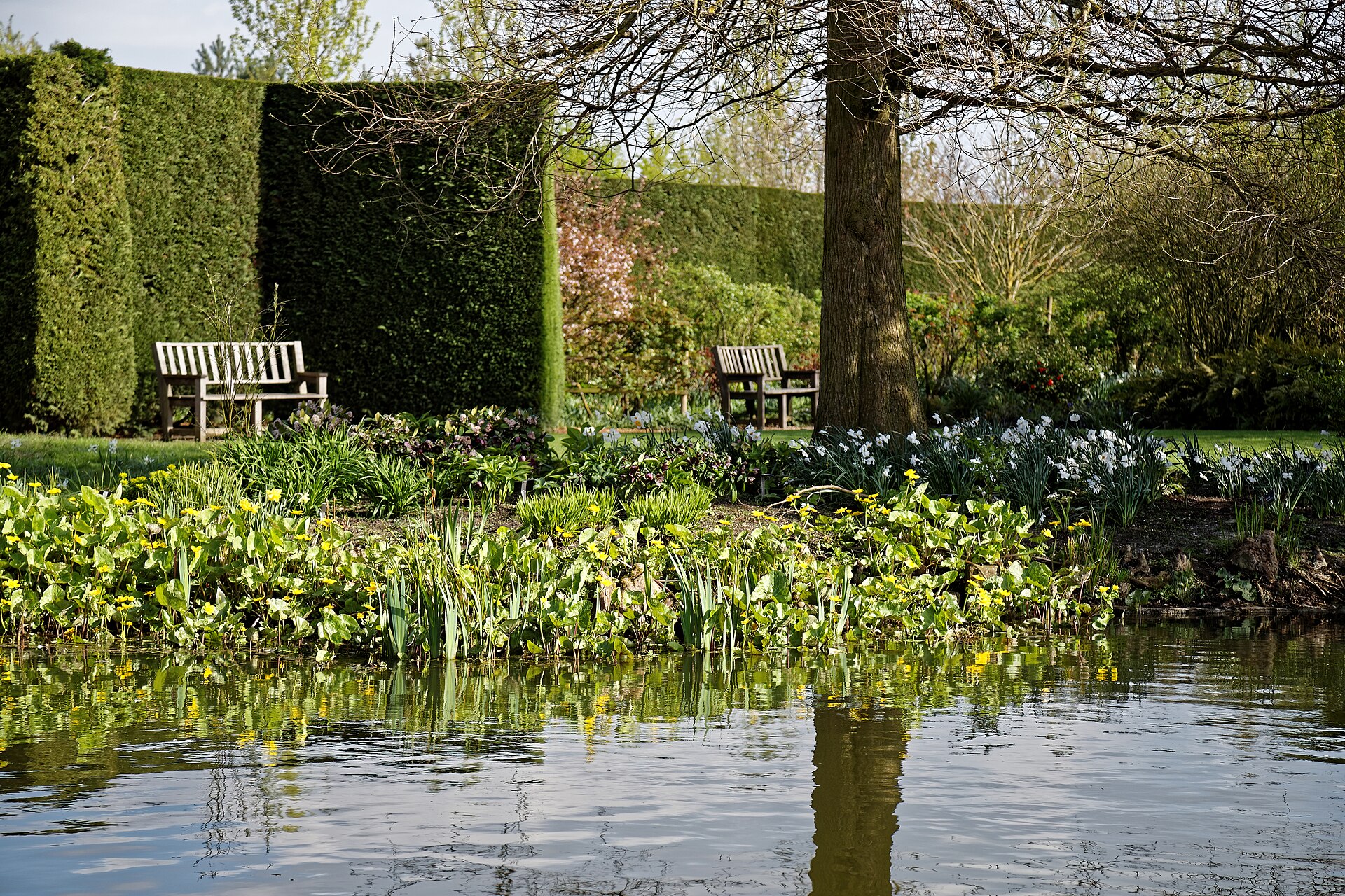 Benches by a hedge and a pool
