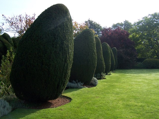 Clipped yew hedges beside a mown lawn